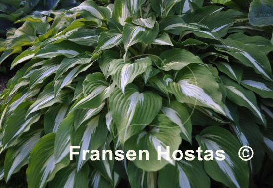 Hosta Night before Christmas